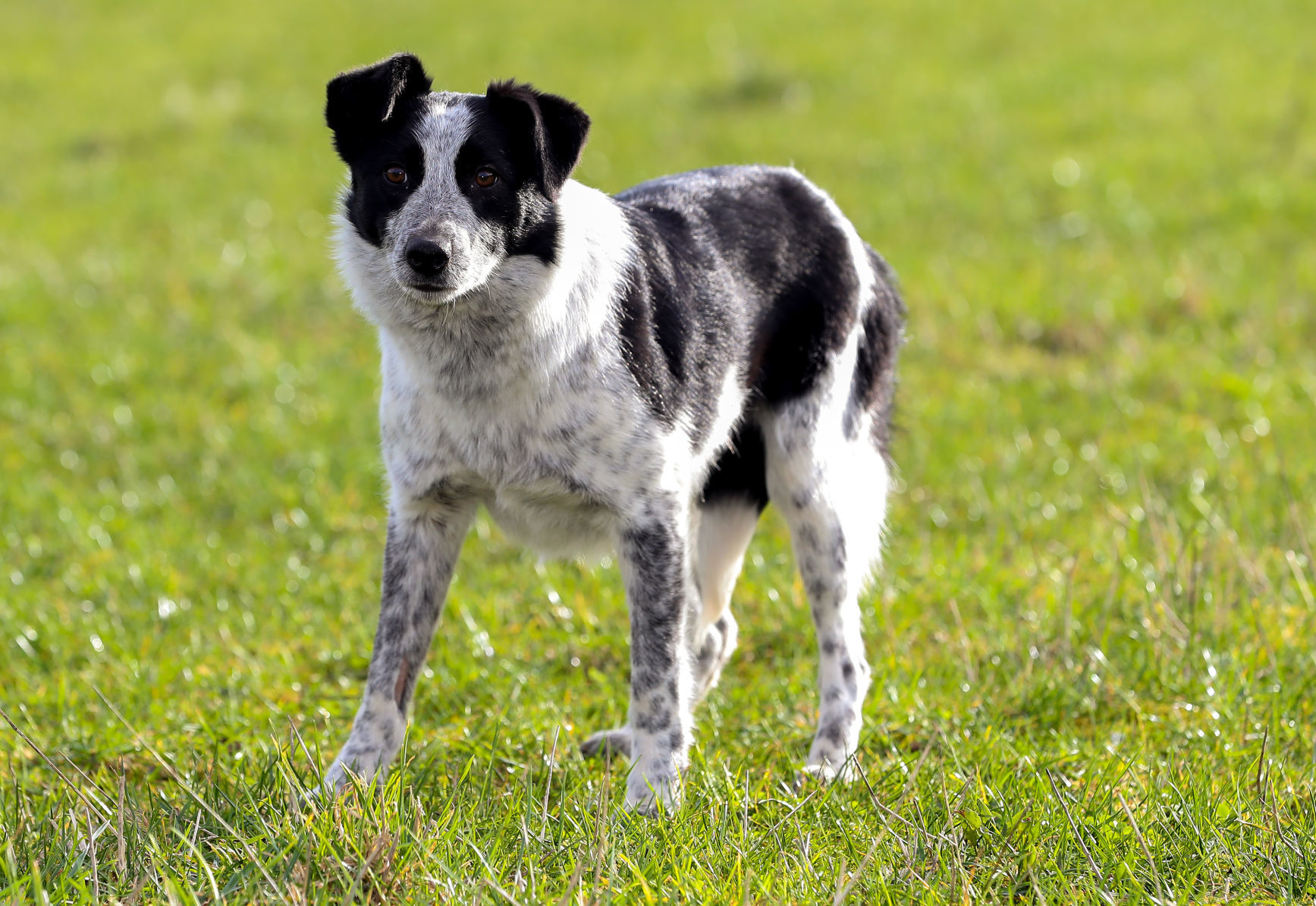 World's most expensive dog